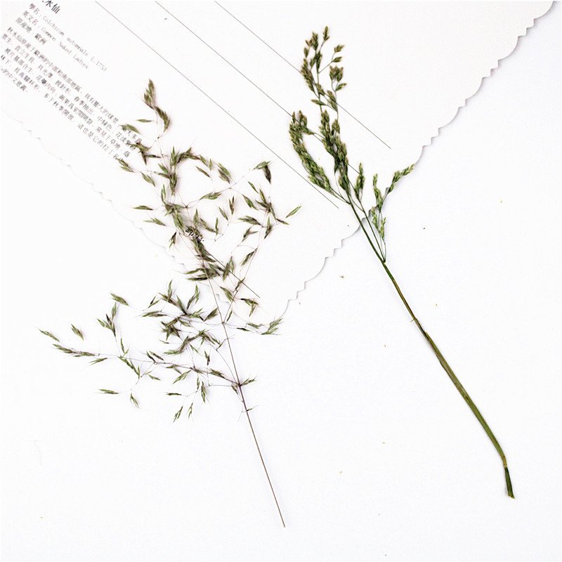 Grass Spikes Dry Plants Leaves Diy Decoration Material Diy Material Pack