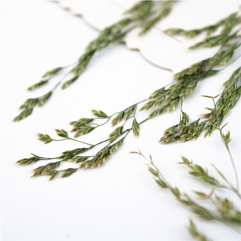 Grass Spikes Dry Plants Leaves Diy Decoration Material Diy Material Pack