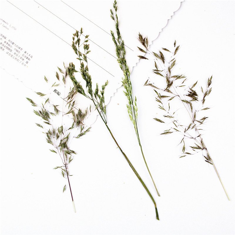 Grass Spikes Dry Plants Leaves Diy Decoration Material Diy Material Pack