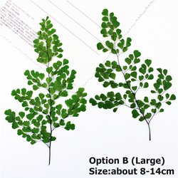 B(Large)