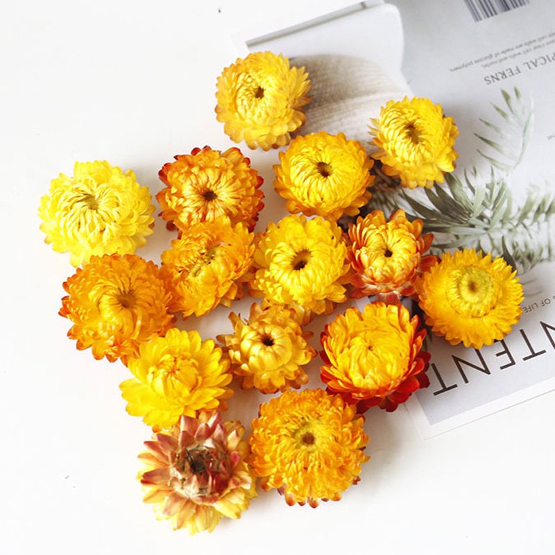 Tiny flowers Dried pink Gomphrena Strawflowers Dried hydrangea Dried rose buds Tiny red flowers Smallest flowers