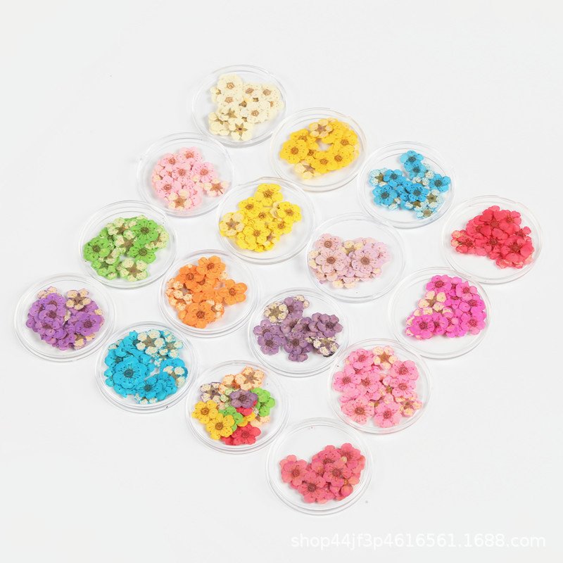 Pearl Mei Narcissus Dried Flowers for Nail Art Colors Dry Flowers Mini Real Natural Flower Nail Nail Decoration Sticker