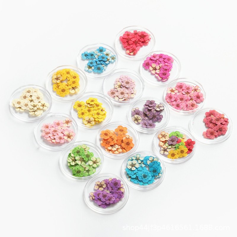 Pearl Mei Narcissus Dried Flowers for Nail Art Colors Dry Flowers Mini Real Natural Flower Nail Nail Decoration Sticker