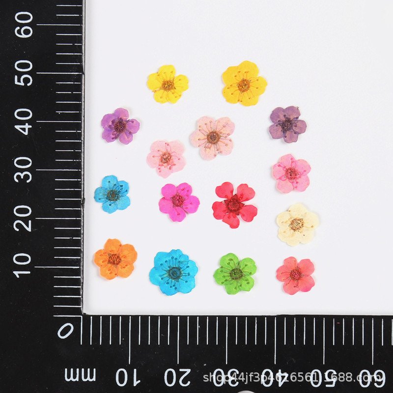 Pearl Mei Narcissus Dried Flowers for Nail Art Colors Dry Flowers Mini Real Natural Flower Nail Nail Decoration Sticker