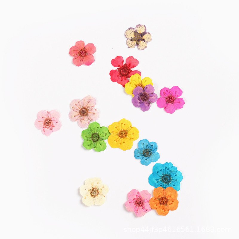Pearl Mei Narcissus Dried Flowers for Nail Art Colors Dry Flowers Mini Real Natural Flower Nail Nail Decoration Sticker