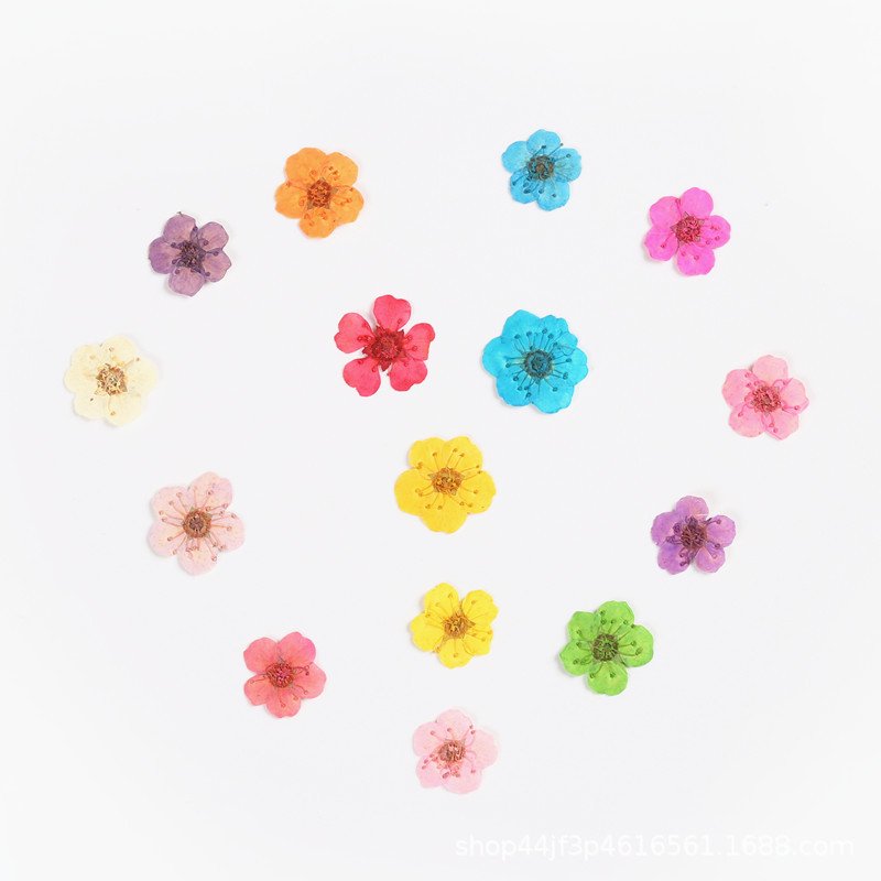 Pearl Mei Narcissus Dried Flowers for Nail Art Colors Dry Flowers Mini Real Natural Flower Nail Nail Decoration Sticker