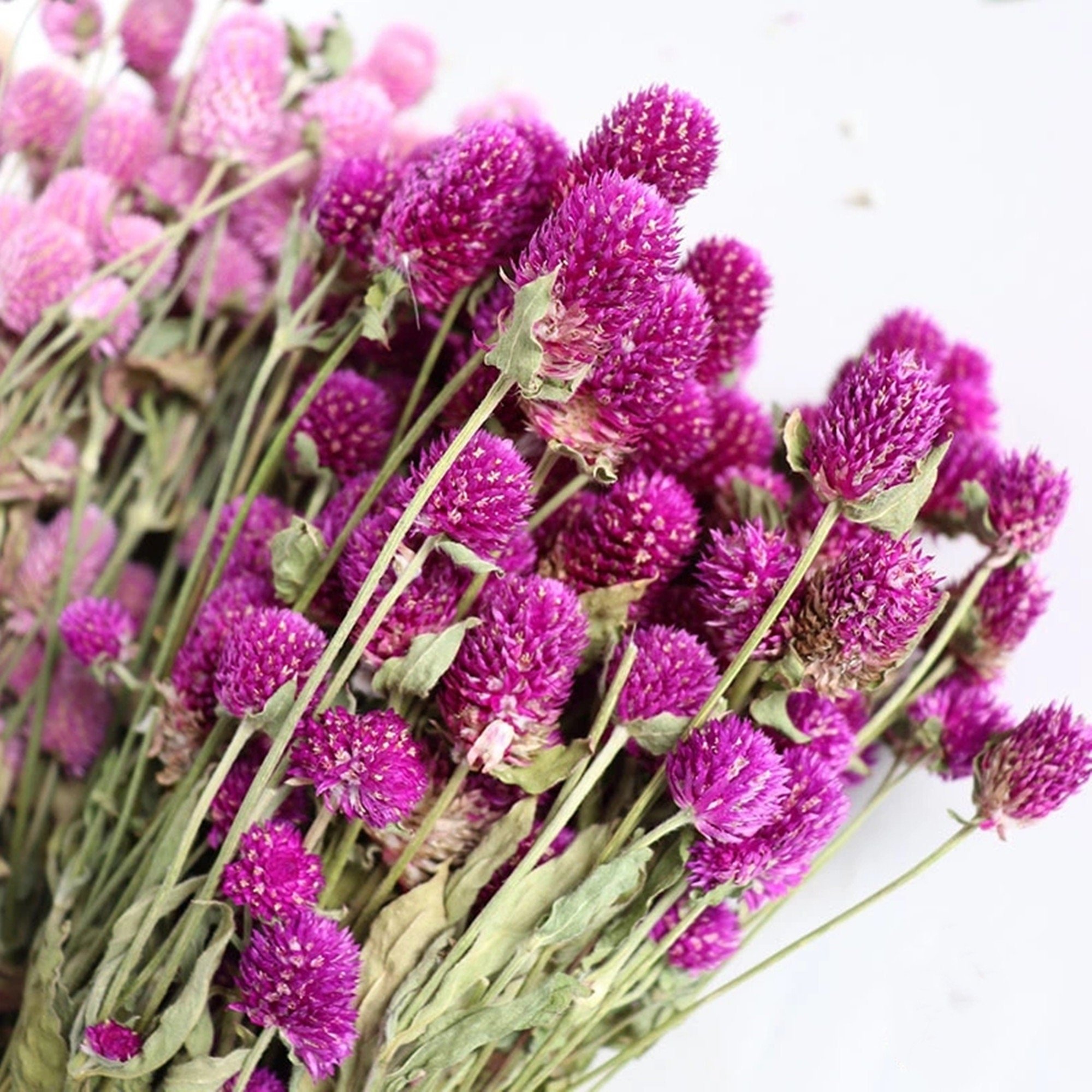 UKIQUEEN Wholesale Dry Flower Dried Flowers Globe Amaranth Gomphrena Globosa Dried Gomphrena