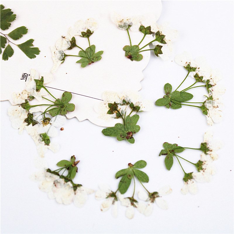 Factory Wholesale Snowspray Snowdrop SprayDried Flowers for Diy Handmade Snowspray with Stem Flower Materials DIY Silk Flower