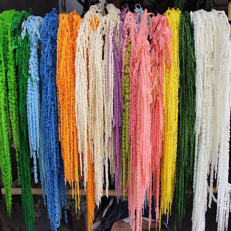 Factory Natural Amaranthus Dried Flower Preserved Flowers & Plants Hanging Amaranth for Wedding Decoration