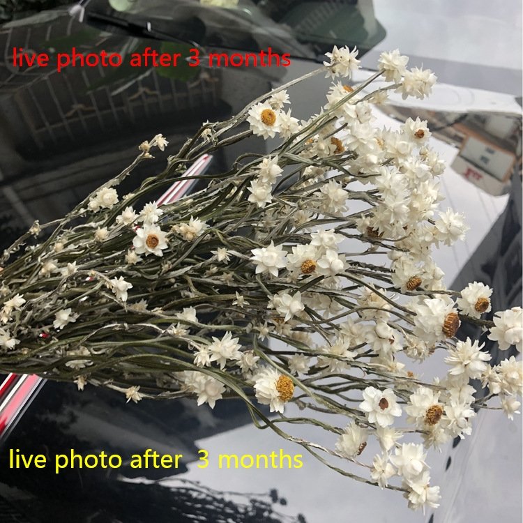 dried natural daisy chrysanthemum ,straw flower,white small 1-2 cm flower, floral arrangement,flower craft' s materials
