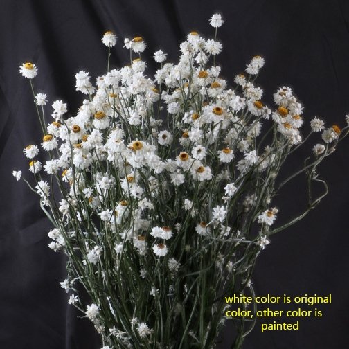 dried natural daisy chrysanthemum ,straw flower,white small 1-2 cm flower, floral arrangement,flower craft' s materials