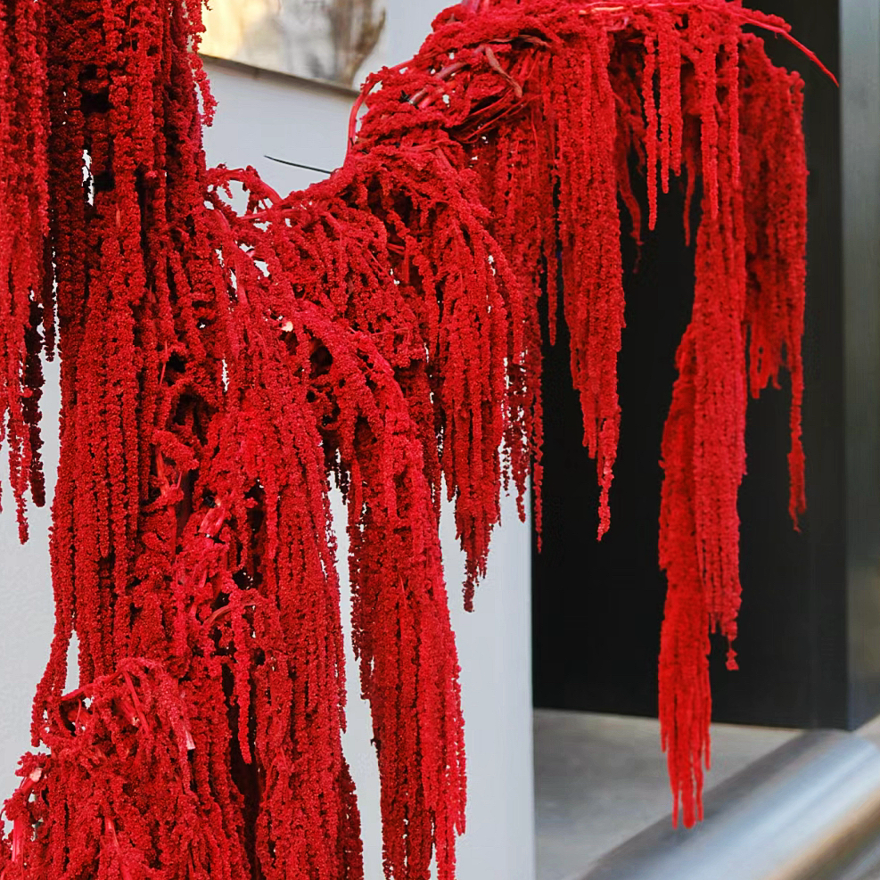 Natural Preserved Foliages Amaranth Dried Flower Hanging Amaranthus for Home & Wedding Decoration