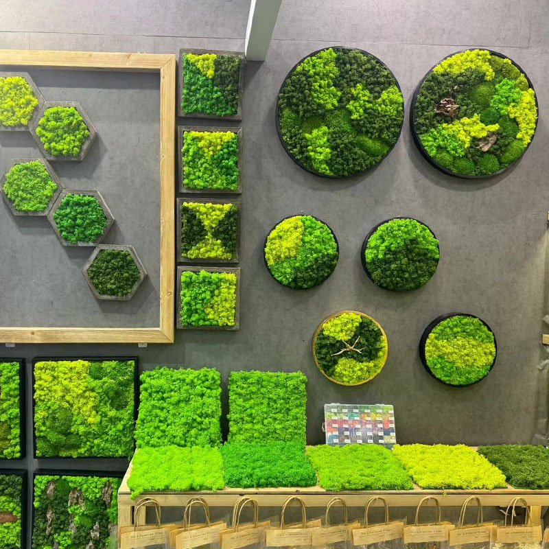 Hot sale high quality home office decoration natural reindeer moss leucobryum glaucum preserved pole moss frame