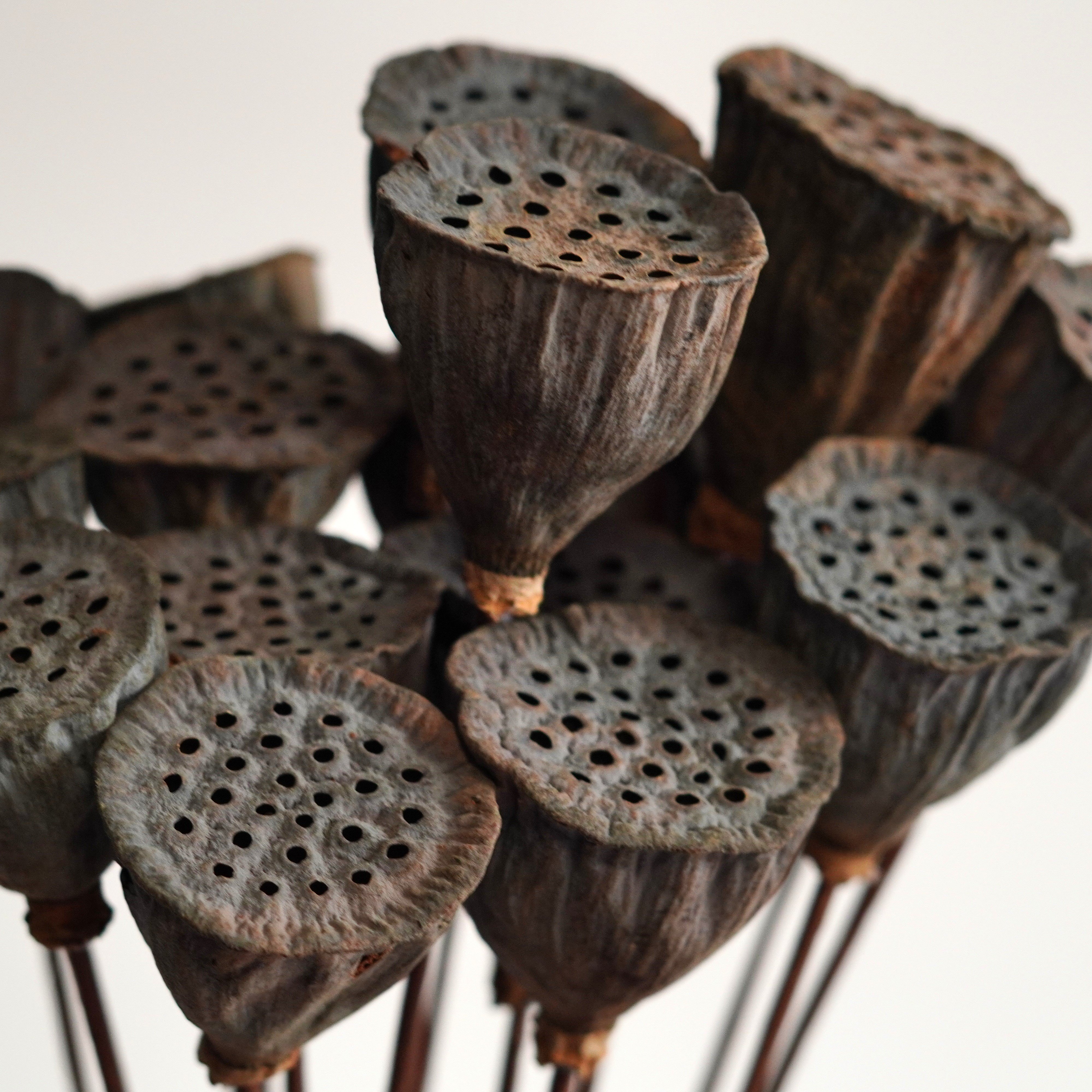 Dried Natural Lotus Pods Stemmed - Dried Lotus Pods - Natural Decor - Rustic Decor - Lotus Flower Arrangement