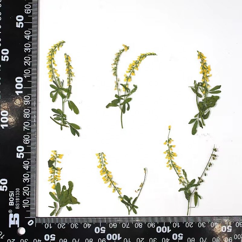 MNR2017 natural wild dried oleander flower with leaves for resin phone case craft