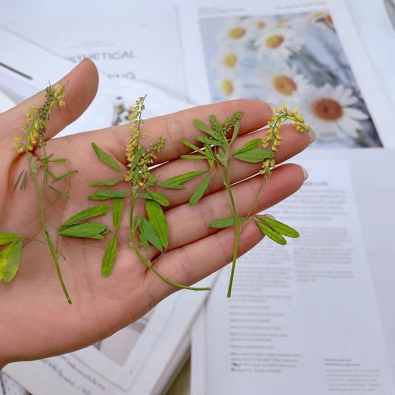 MNR2017 natural wild dried oleander flower with leaves for resin phone case craft