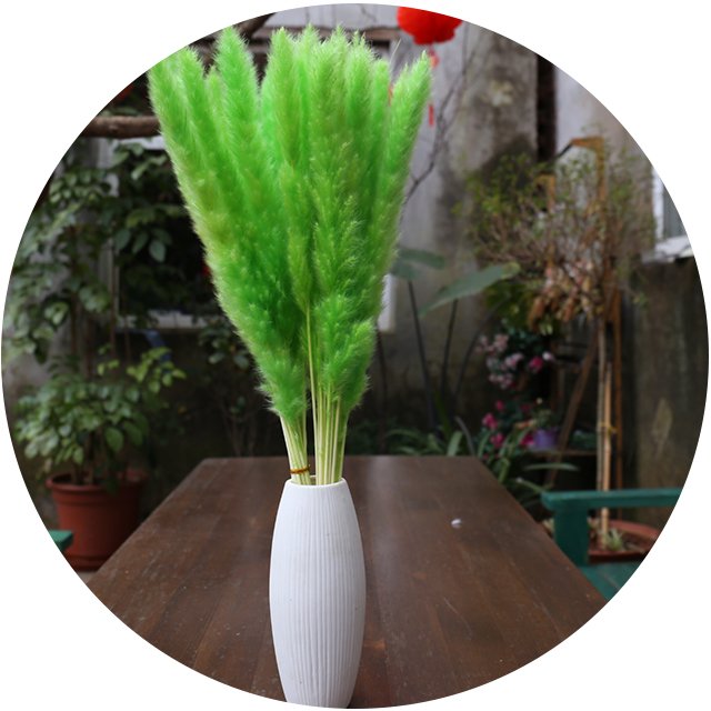 wholesale natural dried flower customized packaging small pampas grass bunny tail for decorative wedding home