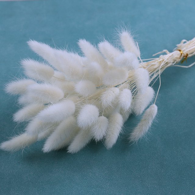 wholesale natural dried flower customized packaging small pampas grass bunny tail for decorative wedding home