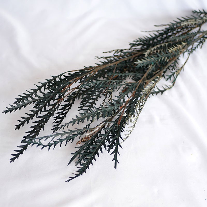 Preserved Saber Toothed Leaf Real Natural Dried Flowers Plants Serratede Leaves Preserved Leather Fern Saved Saber Tooth Leaf