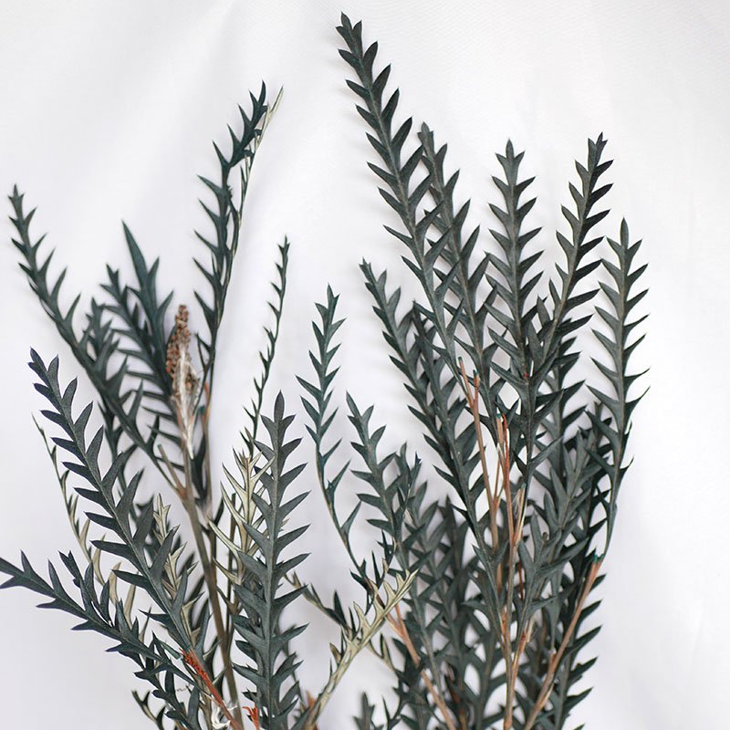 Preserved Saber Toothed Leaf Real Natural Dried Flowers Plants Serratede Leaves Preserved Leather Fern Saved Saber Tooth Leaf