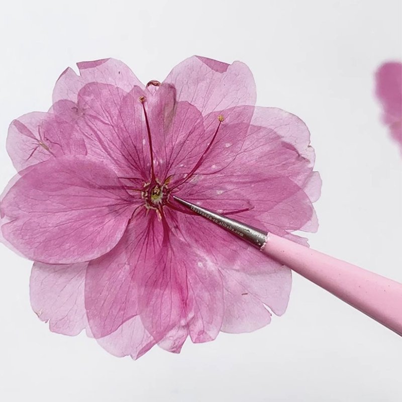 Cherry Blossom Pink Dried Handmade Beautiful Pressed Flower for Nail Art Bookmark DIY Resin Phone Case 1 Bag 12 PCs