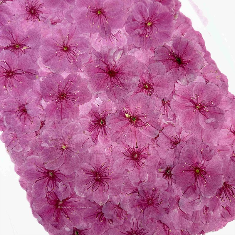 Cherry Blossom Pink Dried Handmade Beautiful Pressed Flower for Nail Art Bookmark DIY Resin Phone Case 1 Bag 12 PCs