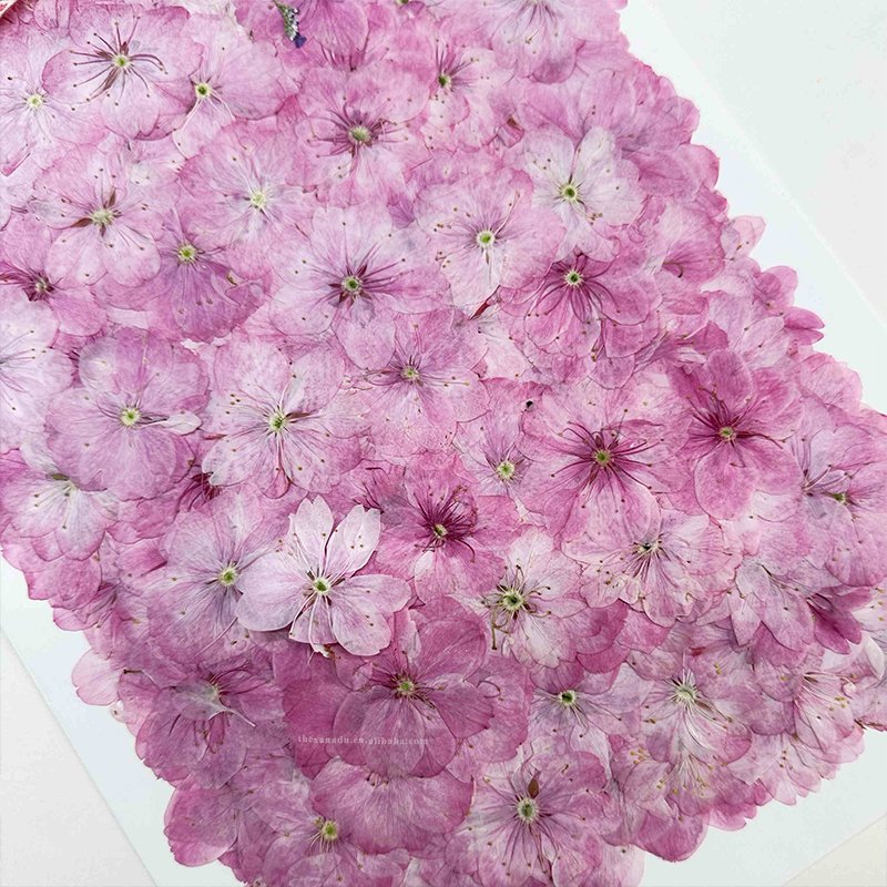 Cherry Blossom Pink Dried Handmade Beautiful Pressed Flower for Nail Art Bookmark DIY Resin Phone Case 1 Bag 12 PCs