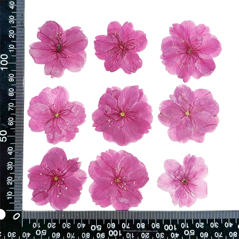 Cherry Blossom Pink Dried Handmade Beautiful Pressed Flower for Nail Art Bookmark DIY Resin Phone Case 1 Bag 12 PCs