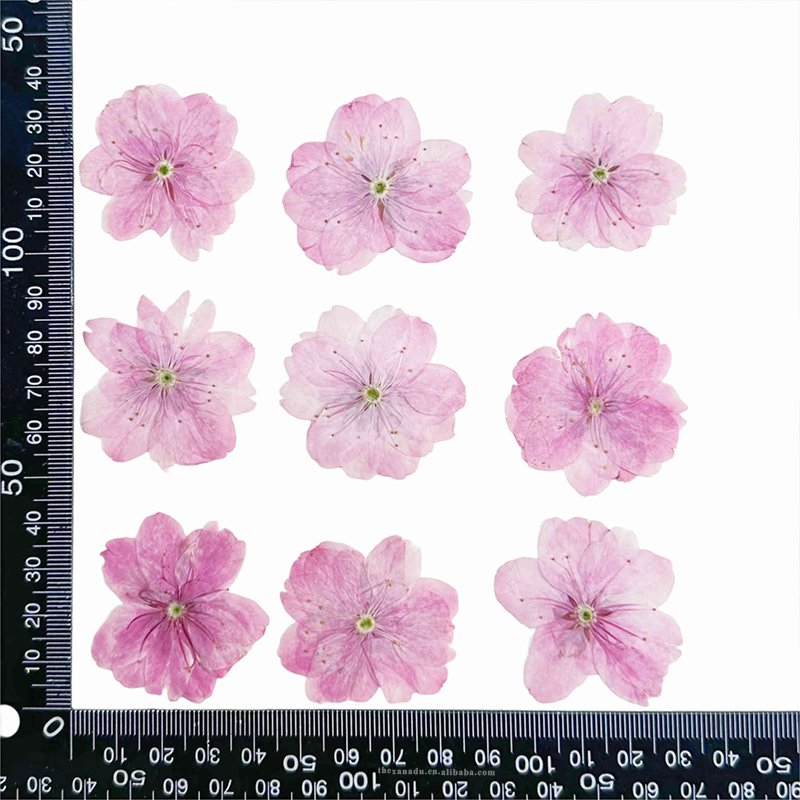 Cherry Blossom Pink Dried Handmade Beautiful Pressed Flower for Nail Art Bookmark DIY Resin Phone Case 1 Bag 12 PCs