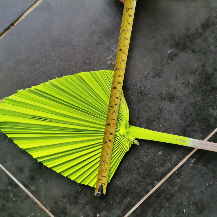 Factory Supplies popular Natural Real Dried Palm Leaves Decoration OEM available 15cm width paint palm leaves