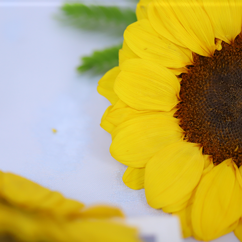 Yunnan Factory Supplier Preserved Sunflower Dried Flowers Preservative Solution Flowers Preserved Flowers Gift For Woman