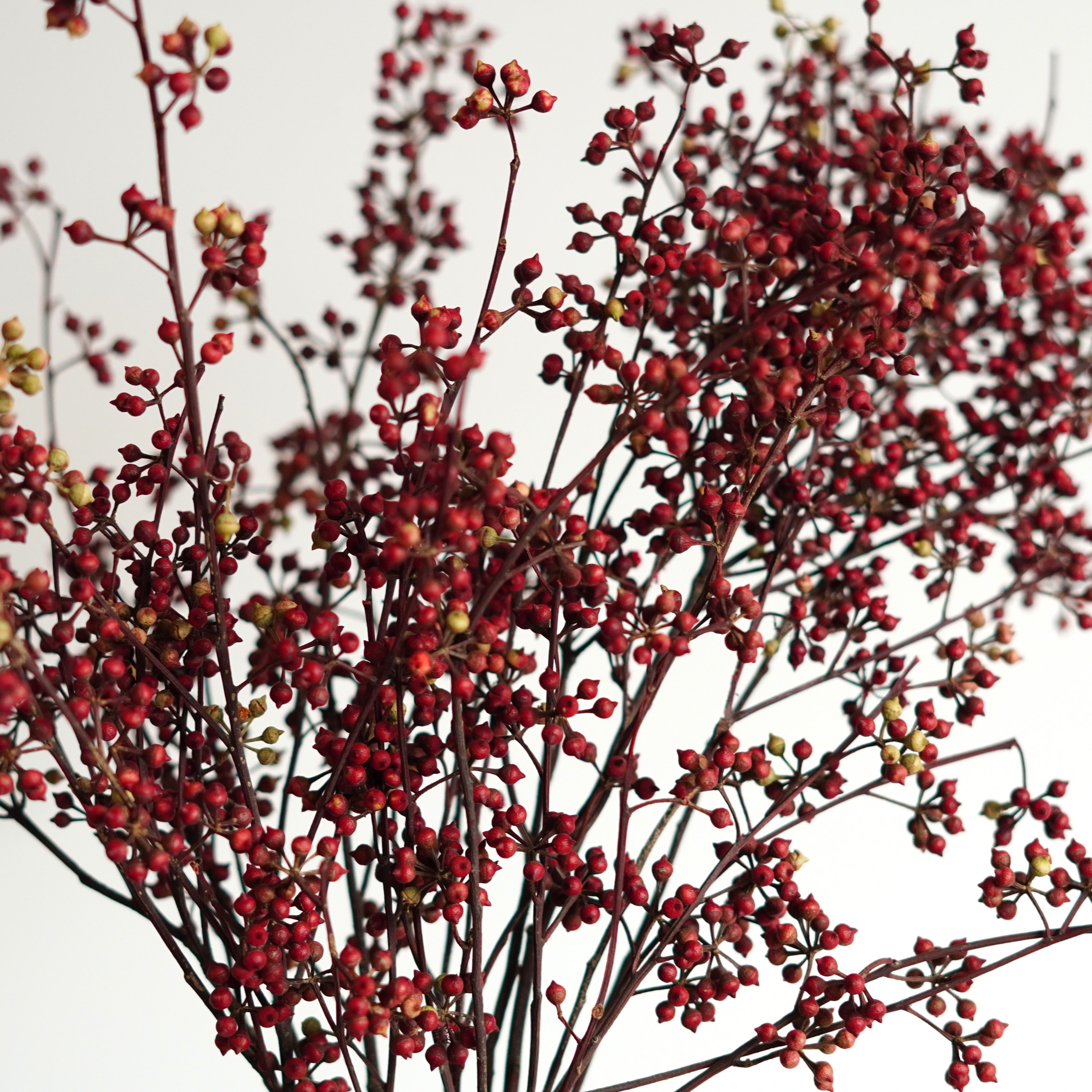 Home Decoration Real Preserved Plants Dried Eucalyptus Leaf Preserved Eucalyptus Millet Mini Fruit