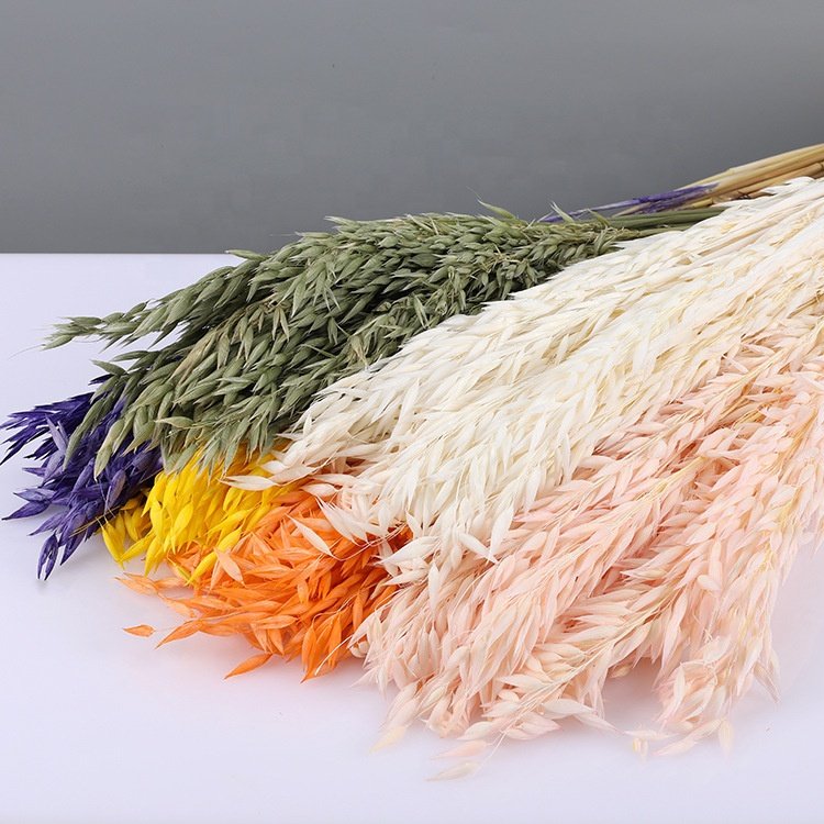 Hot Sell Home Wedding Decoration Wild Dried Wheat Dried Oats Flower for Australia Floral Design