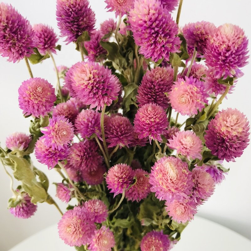 Dried Flowers Plants Home Decoration Dry Gomphrena flower Globe Amaranth Gomphrena Globosa For Craft Supply Home Wedding Decor