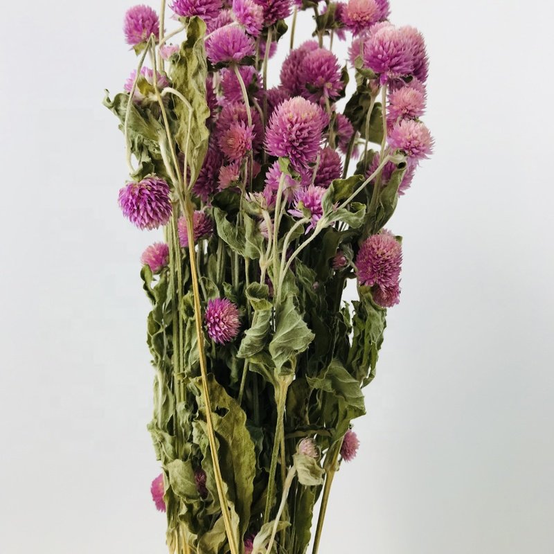 Dried Flowers Plants Home Decoration Dry Gomphrena flower Globe Amaranth Gomphrena Globosa For Craft Supply Home Wedding Decor