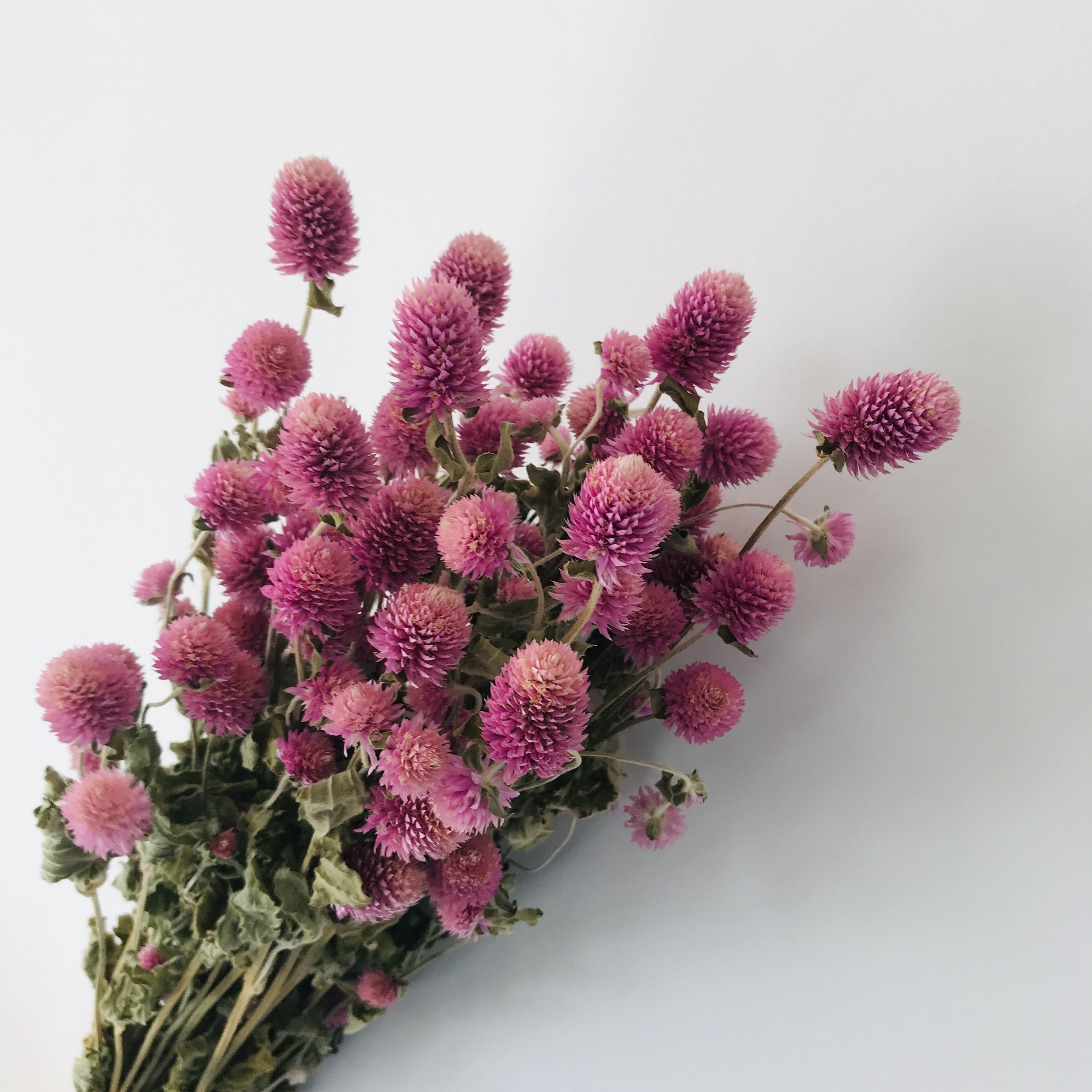 Dried Flowers Plants Home Decoration Dry Gomphrena flower Globe Amaranth Gomphrena Globosa For Craft Supply Home Wedding Decor