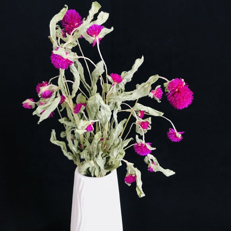 Dried Flowers Plants Home Decoration Dry Gomphrena flower Globe Amaranth Gomphrena Globosa For Craft Supply Home Wedding Decor