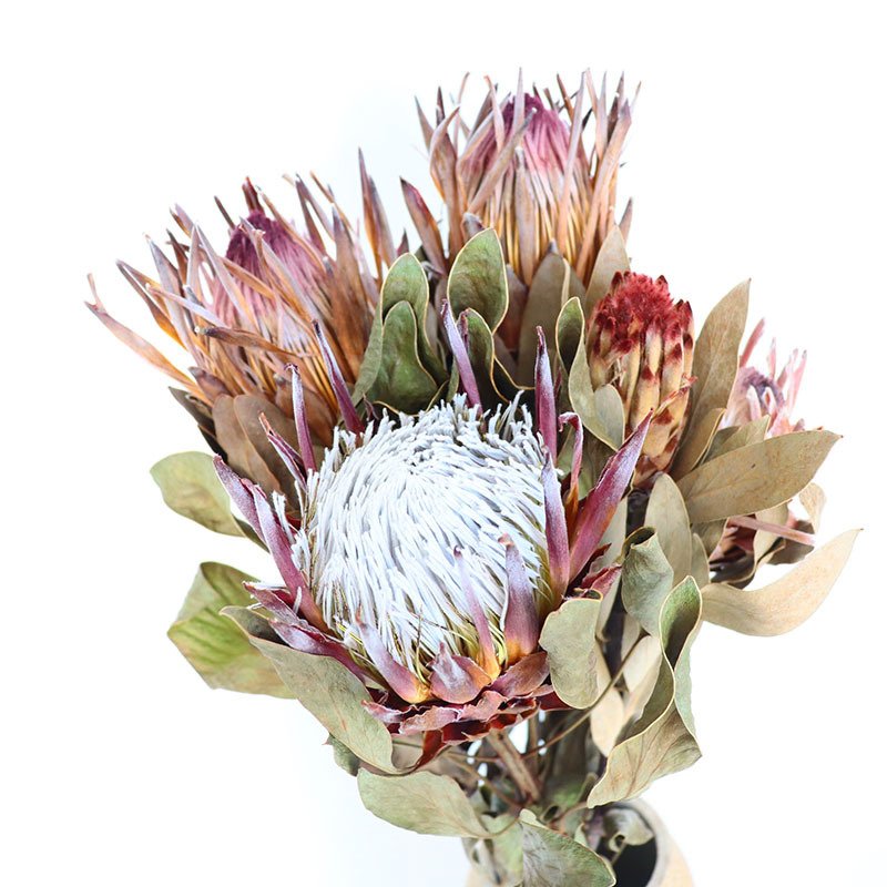 N-055 preserved protea dried flower Luxury king princess protea cynaroides dried banksia flower for home vase decor