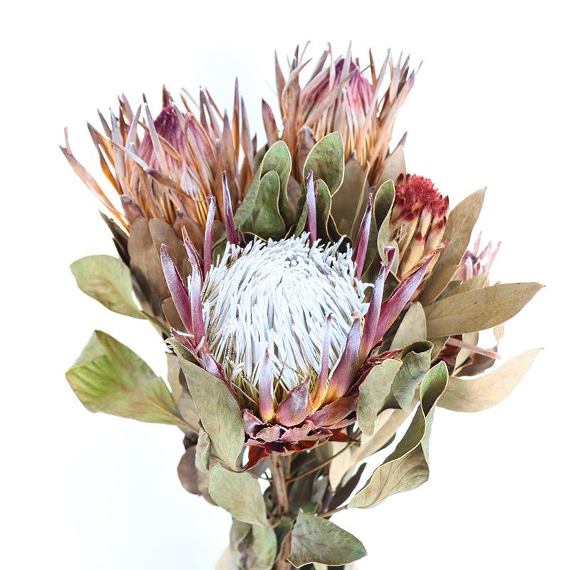 N-055 preserved protea dried flower Luxury king princess protea cynaroides dried banksia flower for home vase decor