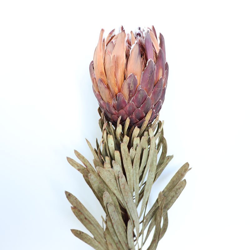 N-055 preserved protea dried flower Luxury king princess protea cynaroides dried banksia flower for home vase decor