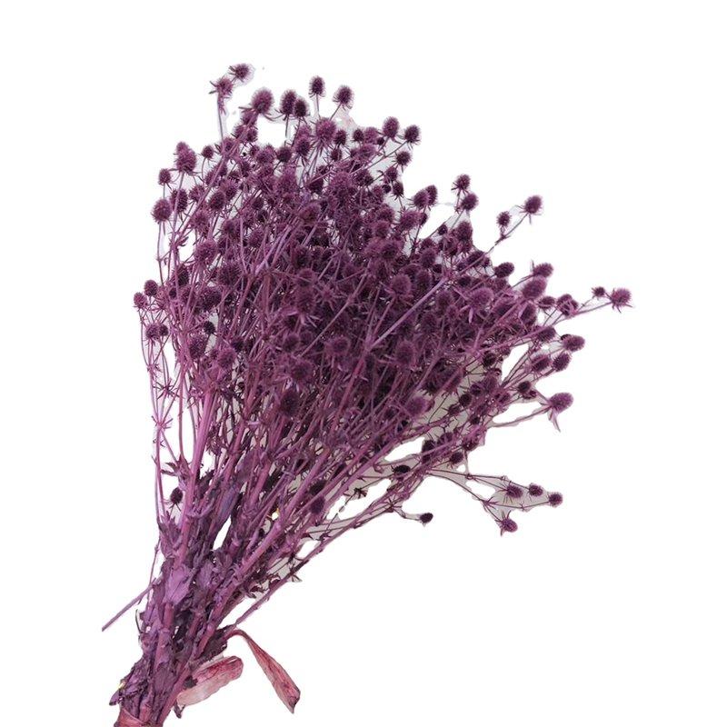 decorative flowers natural preserved fresh flowers dried eryngium preserved flowers and plants sea holly for home events decor