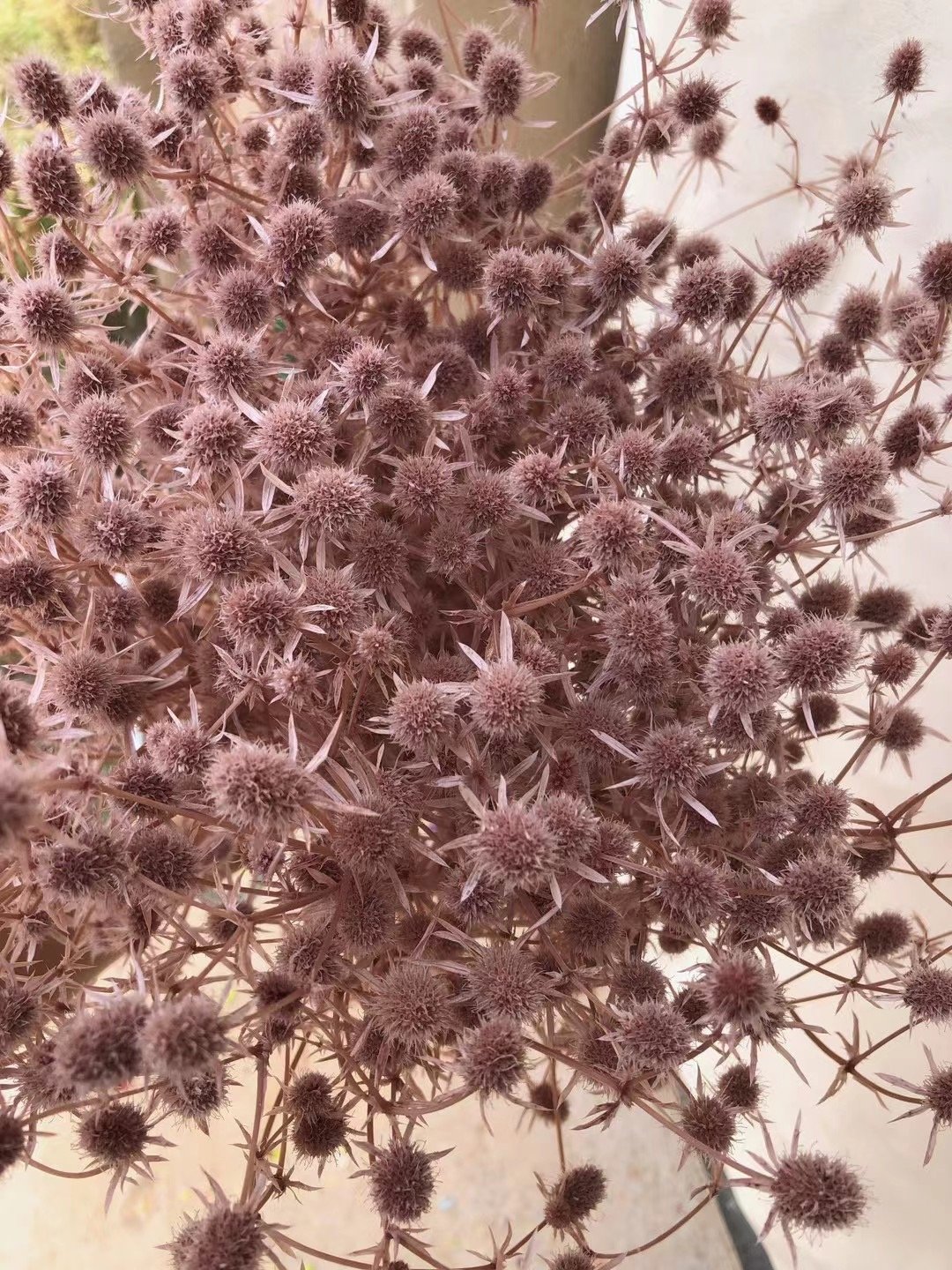 decorative flowers natural preserved fresh flowers dried eryngium preserved flowers and plants sea holly for home events decor