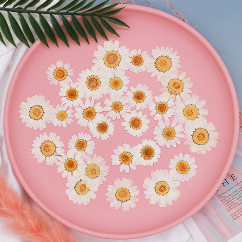Factory Supplied Real Dried Pressed Flower Color-dyed Pressed Daisy Dried Flowers