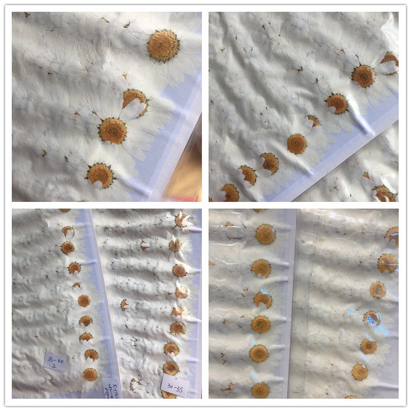 Factory Supplied Real Dried Pressed Flower Color-dyed Pressed Daisy Dried Flowers