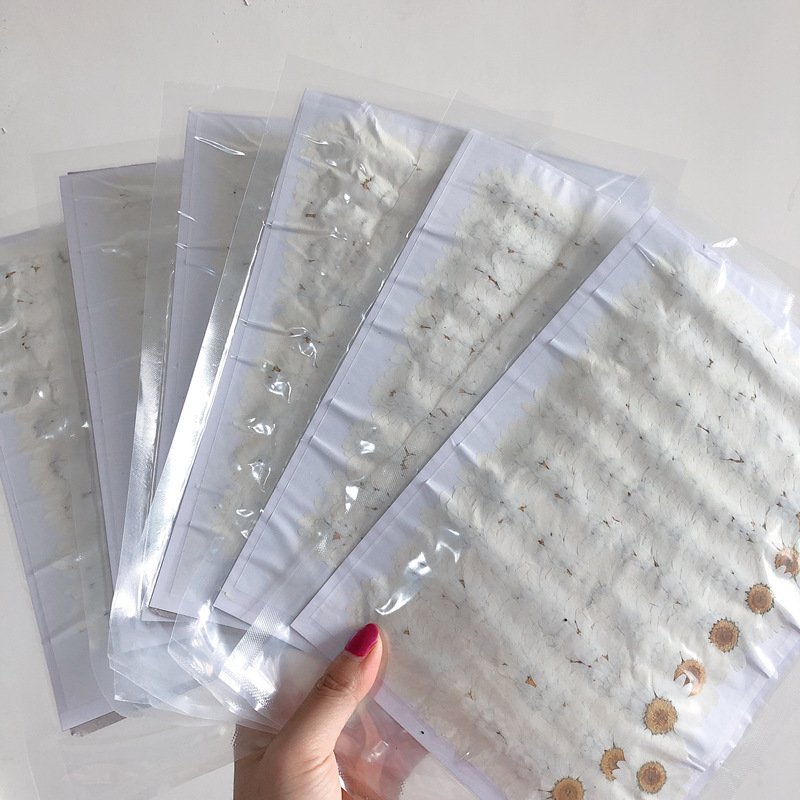 Factory Supplied Real Dried Pressed Flower Color-dyed Pressed Daisy Dried Flowers