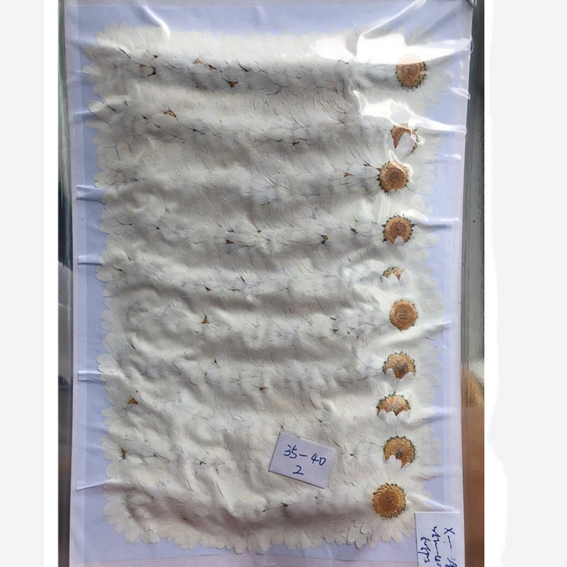 Factory Supplied Real Dried Pressed Flower Color-dyed Pressed Daisy Dried Flowers