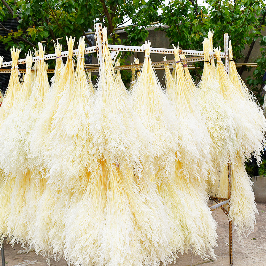 Factory Preserved Flowers Limonium Flower Lover Grass Preserved Valentines Lover Grass for Home Decor Wedding Decoration