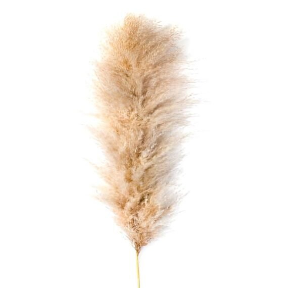 Popular Natural Dried Flowers Colorful Artificial Pampas Grass Flower Pompous Decoration For Wedding Christmas Holiday