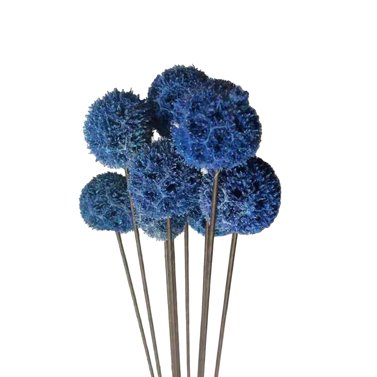 Hot Sale Natural Dried Craspedia Billy Balls Flowers Beautiful Sweetgum Fruit for Party Home Decor DIY Flower Arrangement