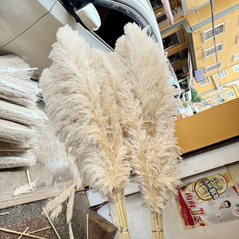 Wholesale Dried Pampas Grass Decor artificial flowers beige Natural Large Pampas Grass For wedding home hotel